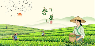 春茶新茶采茶姑娘