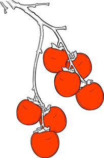 枝头红柿简约插画 矢量图