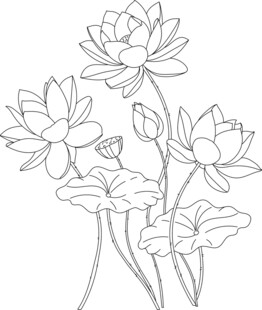 荷花线描图案 矢量图