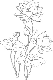 荷花线稿图 矢量图