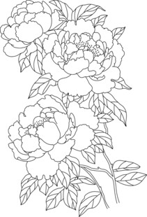 牡丹花卉线稿图案设计 矢量图