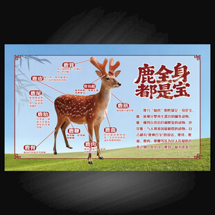 鹿全身都是宝