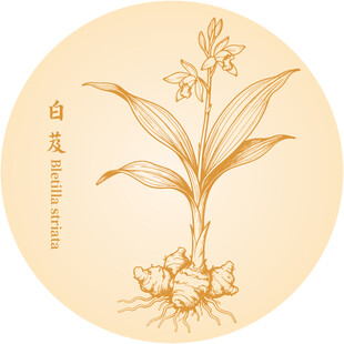 白芨手绘中药材植物
