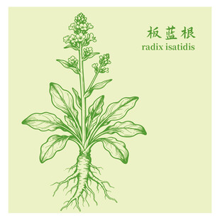 板蓝根中药材草本植物插画