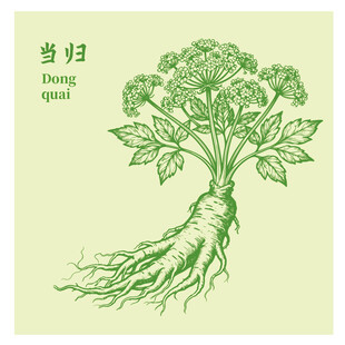 当归中药材草本植物插画