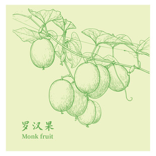 手绘罗汉果枝蔓线条图