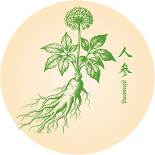 手绘人参中药材草本植物图案