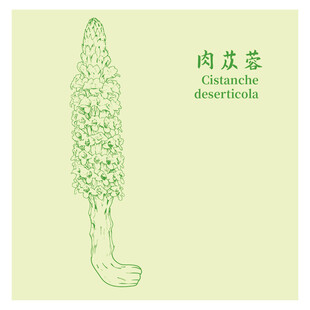 肉苁蓉中药材草本植物插画