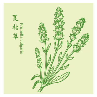 夏枯草中药材草本植物插画