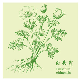 白头翁中药材草本植物手绘