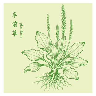 手绘车前草中药材插画图案
