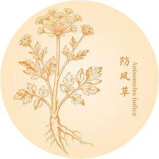 防风草草本植物手绘插画