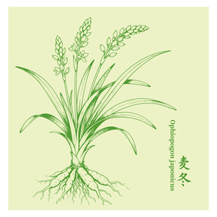 麦冬中药材插画草本植物手绘图