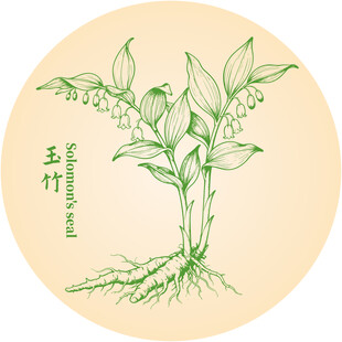 手绘玉竹中药材植物图