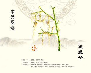 中药菟丝子展示图