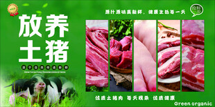 放养土猪肉质新鲜猪肉海报设计
