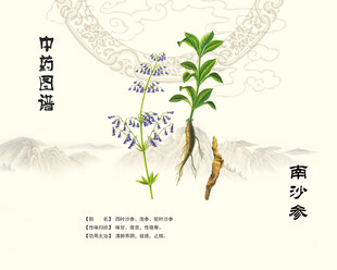 沙参植物插画展示