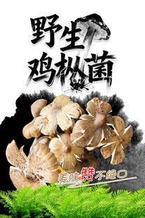 野生鸡枞菌