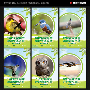 保护鸟类展板