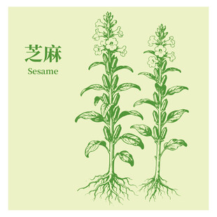 手绘芝麻植株图