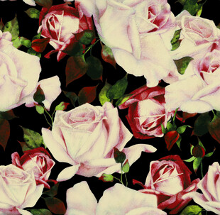 粉色玫瑰花图案