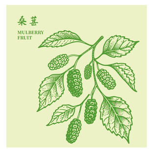 手绘桑葚枝叶图版画线稿