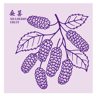 手绘紫色桑葚枝叶图案