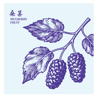手绘桑葚枝叶果实图