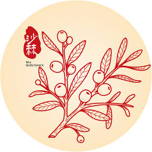 手绘沙棘果包装手绘插画