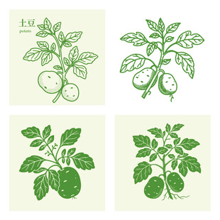 手绘土豆植株插画