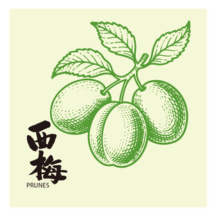 手绘李子西梅插画矢量图
