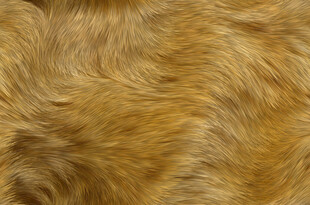 金黄蓬松动物毛发纹理
