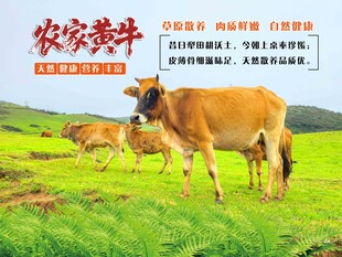 农家黄牛