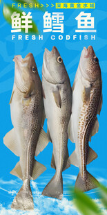 鲜鳕鱼 