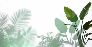 雾气磨砂膜效果绿植贴图