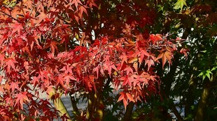 秋天红叶实拍视频