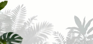 雾气磨砂膜效果绿植贴图