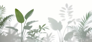 雾气磨砂膜效果绿植贴图