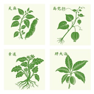 胖大海马兜铃天麻黄连