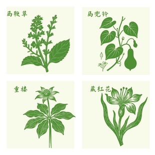 重楼藏红花马鞭草马兜铃植物插画