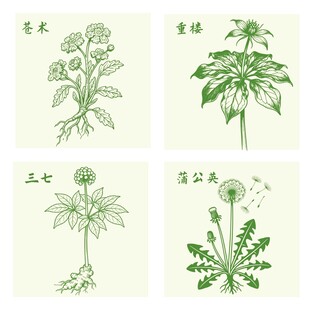 苍术重楼蒲公英三七中药材