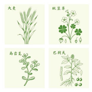 大麦酸浆草马齿苋巴戟天草药