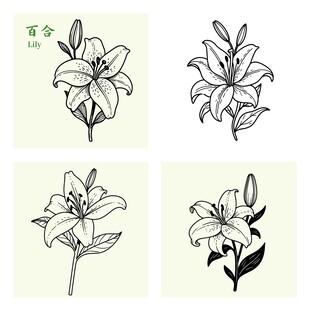 四幅手绘百合花图案