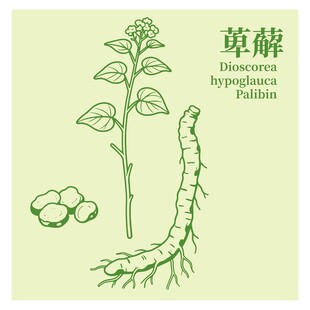 萆薢植物图示