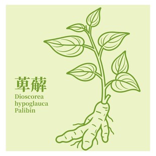 萆薢植物插画