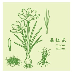 藏红花植株图示