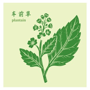 车前草植物插画