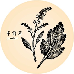 车前草手绘插画