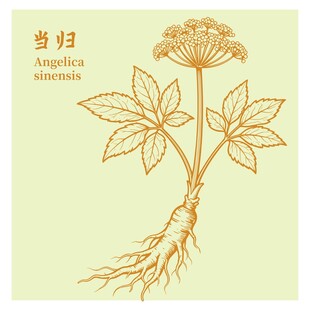 当归插画图