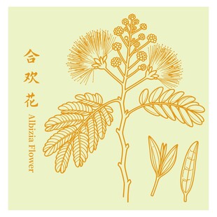 手绘合欢花植物线稿图